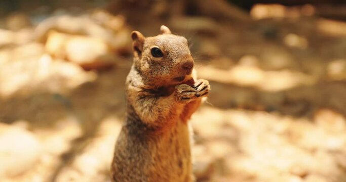 A chipmunk squirrel eating a nut in the woods close up in slow motion.