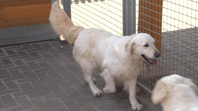 Purebred Golden Retriever Dog Wagging Its Tail, Inside A Metal Fence