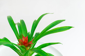 Closeup image of Guzmania plant with red flower on white neutral background