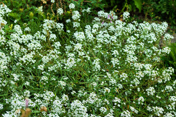 Beautiful white flowers grow in the grass.