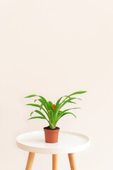 Exotic Guzmania plant in a pot on white table on neutral background, copy space