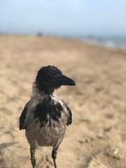 sweet crow on the beach