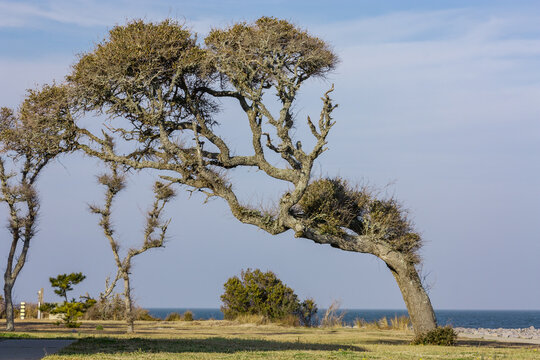 A Loblolly pine tree, on the coast of North Carolina bent and shaped by the wind it looks more like a bonsai tree. Blue water and blue sky with white clouds. Photographed at the Maritime Museum North 