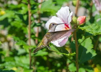 A beautiful Hummingbird photographed in flight, the hummingbird is light brown with translucent green on its back, May be a Rufous Hummingbird. A horizontal photo with a Hibiscus Bloom 