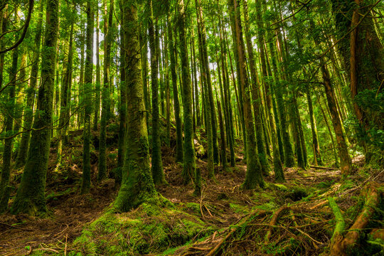 mystic green forest in Azorres