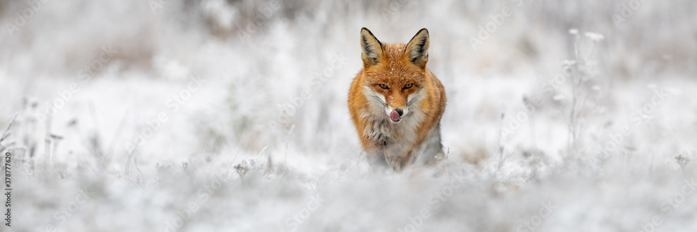 Wall mural red fox, vulpes vulpes, going forward on meadow in wintertime nature. wild orange predator licking m - Wall murals