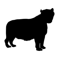 Standing Liger (Panthera tigris) On a Side View Silhouette Found In Map Of Africa, Asia, Eurasia And North America. Good To Use For Element Print Book, Animal Book and Animal Content