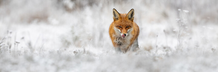 Red fox, vulpes vulpes, going forward on meadow in wintertime nature. Wild orange predator licking mouth on snowy field. Rough beast hunting in white wilderness with copy space. - obrazy, fototapety, plakaty