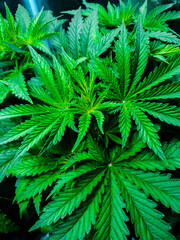 leaves of marijuana in the field, outdoor cultivating sativa cannabis plants