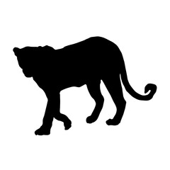 Walking Leopard (Panthera Pardus) On a Side View Silhouette Found In Map Of Africa And Asia. Good To Use For Element Print Book, Animal Book and Animal Content