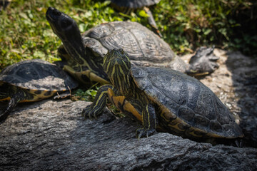 Fototapeta premium Turtle in the lake