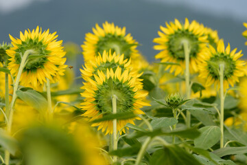 Sunflowers in full bloom, seen from behind