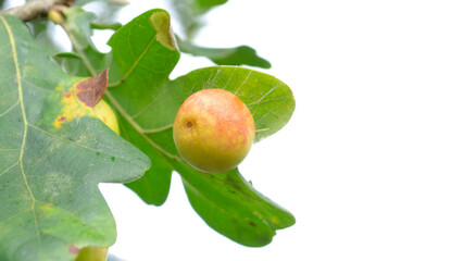 Acorn on the branch. Close up picture with selective focus. Nature background.
