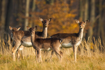 Herd of fallow deer, dama dama, standing on meadow in autumn nature. Group of does looking on meadow in fall sunlit by evening sun. Bunch of young female animals watching on dry pasture.