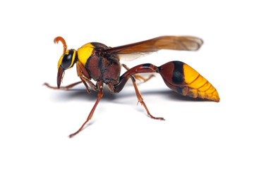 Macro photography of Potter wasp side view isolated on white background