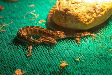 brown viper snake animal reptile