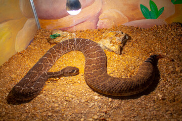 brown viper snake on sand