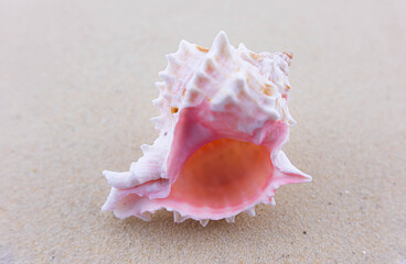 On the white sand lies a pink seashell of an unusual shape. Macro photography of a marine theme. The beach is somewhere near the sea or ocean. Sunny day. Vacation or weekend