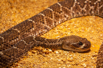 brown viper snake on sand