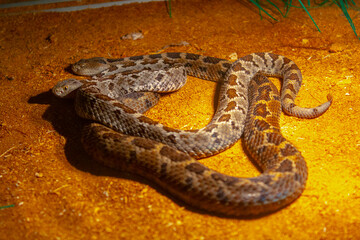 brown viper snake on sand