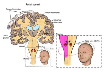 physiology of facial control in human