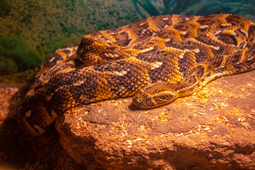 brown viper snake on sand