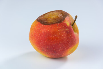 Ein roter Apfel mit einer braunen Druckstelle - Fallobst aus dem Garten