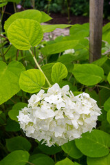 white hydrangea, white flowers, tree blooms