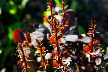 Decorative berberis thunbergii with red leaves