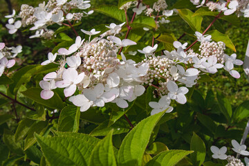 bee on flower,white hydrangea flower in the garden