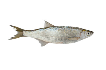 fish bleak(Alburnus alburnus) on white background