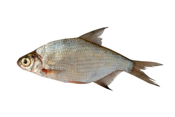 silver bream (Blicca bjoerkna) isolated on white background.