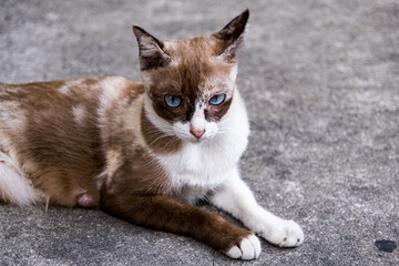 Blue Eye Brown Cat