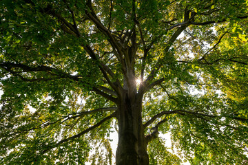 Platane ahornblättrige Platanaceae  Baum Krone Laub Blätter Stamm Licht Sonne Sommer grün Park...