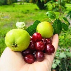 apples