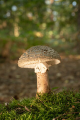 Blusher (Amanita rubescens var. rubescens)Autumn in a Buckinghamshire woodland