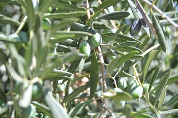 Fototapeta premium Olives ripening in September on trees near Granada, Andalusia, Spain