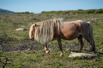  Carneddau pony,late summer in the Snowdonia national park