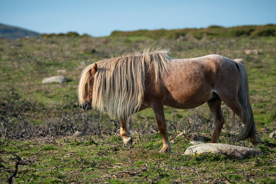  Carneddau Pony,late Summer In The Snowdonia National Park