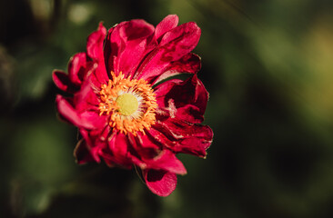 red flower