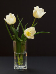 Bouquet of yellow tulips in vase on a black background.