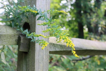 Yellow wilflowers growing by the fence.