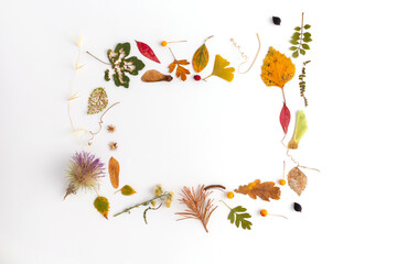 Nature abstract composition. Autumn leaves flat lay in rustic style on white background, frame of natural material, herbarium,