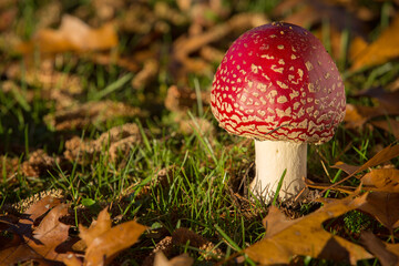 Wild Amanita Muscaria Mushroom. Red Amanita Muscaria mushroom growing in the wild.

