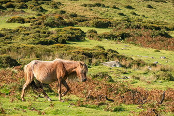  Carneddau pony, late summer in the Snowdonia national park