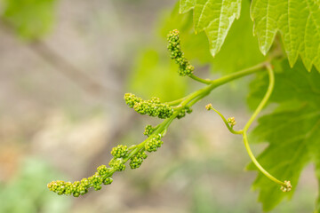 Unripe, young wine grapes in vineyard in early summer.