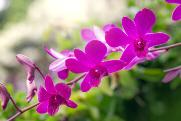 Orchidee in Pink
