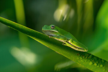 Green Tree frog on leaf