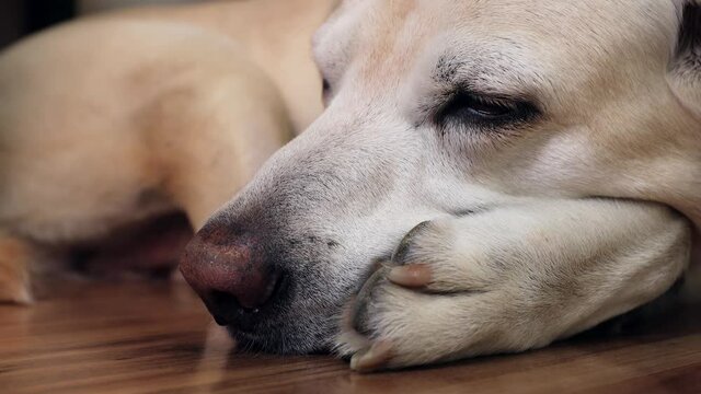Old dog waiting at home. Tired labrador retriver sleeping on floor.