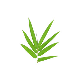 Bamboo leaf green on white background